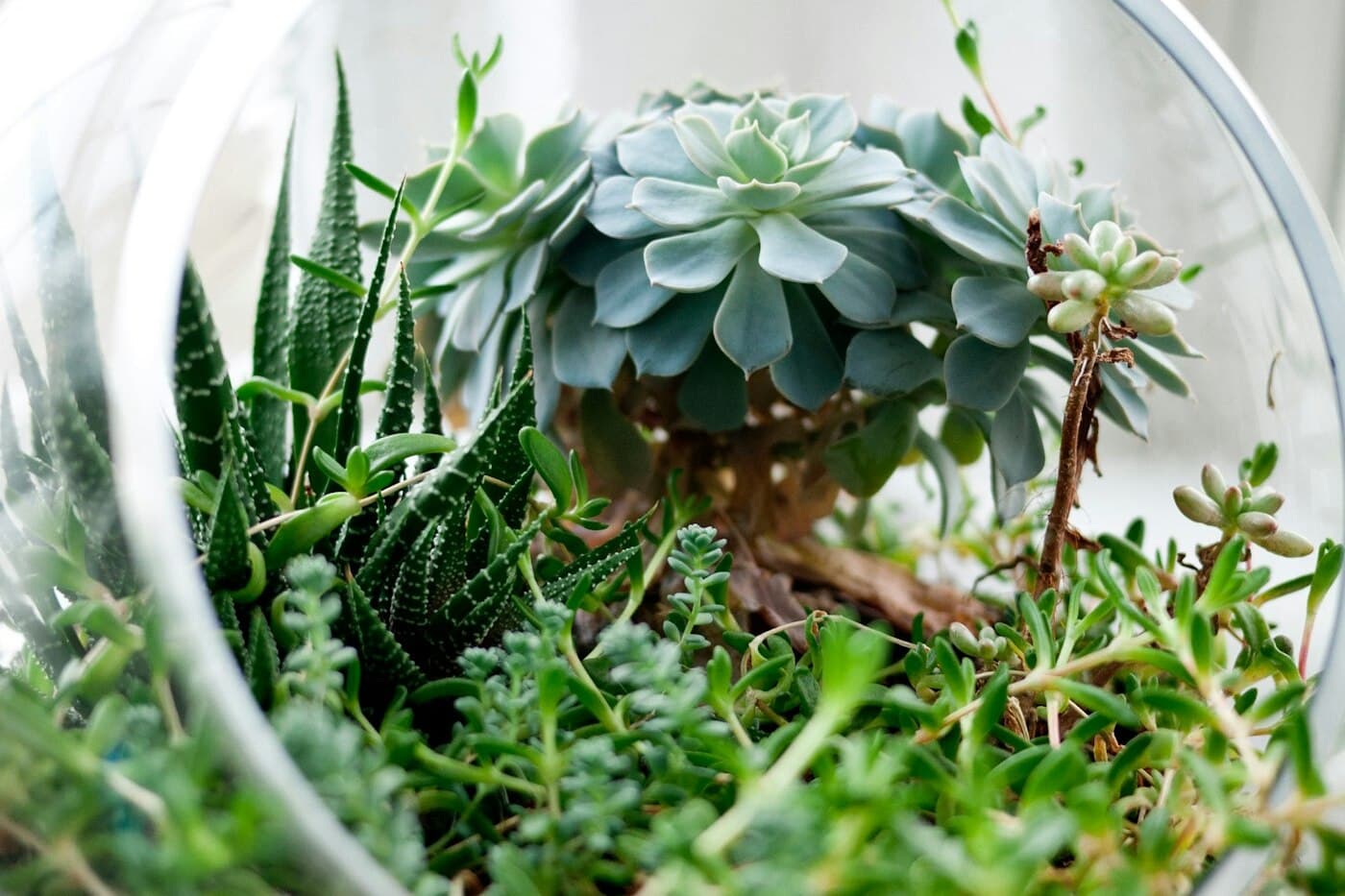 Succulents growing inside a clear glass terrarium
