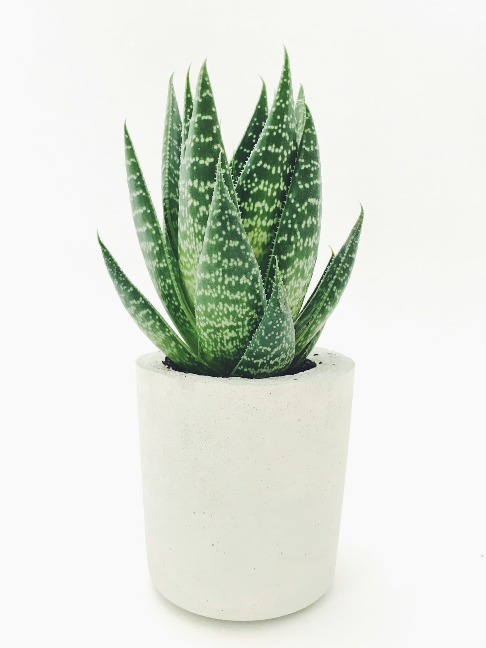 Lush green houseplant foliage